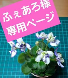 ビカクシダポット苗セットのサムネイル