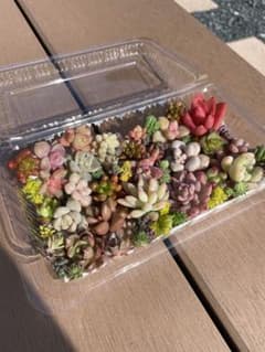多肉植物 カット苗のサムネイル