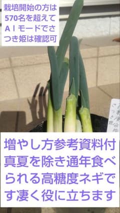 高糖度宿根ネギさつき姫5本入りのサムネイル