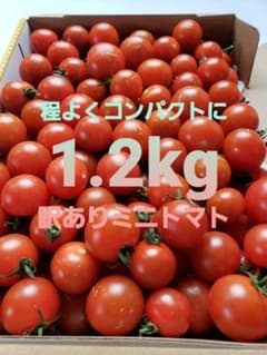 農家直送 香川県産 [訳あり] ミニトマト 1.2kgのサムネイル