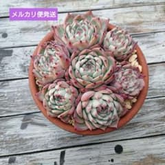 多肉植物 桃太郎丼 鉢ごと メルカリ便発送 - メルカリ