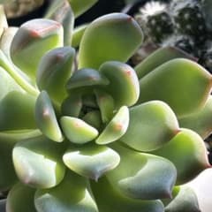 多肉植物 プロリフィカ×アモエナ（カット苗）②のサムネイル