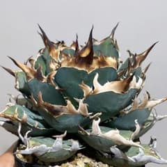 h3189高級品種 アガベ チタノタ赤鬼嚴龍 黑棘 超レア種優良血統 - メルカリ