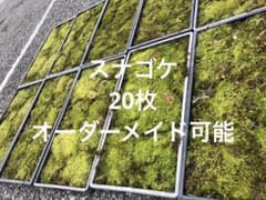 スナゴケ　砂苔　送料込み　天然 40㎝✖︎28㎝ スナゴケ 砂苔 送料込み 天然 40㎝✖︎28㎝ - メルカリ