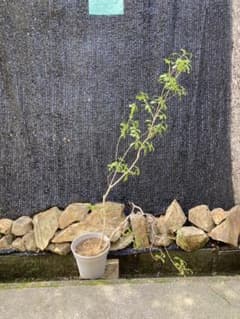 山採り　アセビ　馬酔木　約160センチのサムネイル
