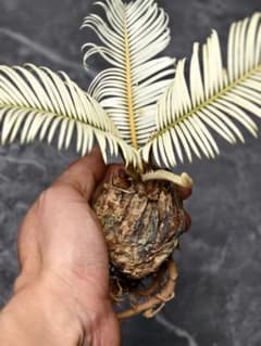 S22 黄金ソテツ 斑入りソテツ 白い蘇鉄 モンステラ 蘇鉄 変異 ソ小球株