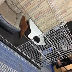 犬のでサークルのサムネイル