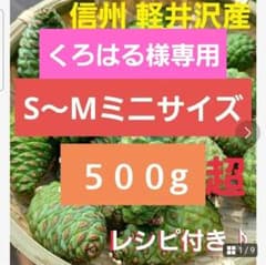 ☆季節限定☆新鮮軽井沢産赤松青ぼっくりS～Mサイズ500g松ぼっくり