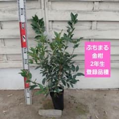 ぷちまる金柑 新2年生 苗木 登録品種のサムネイル