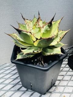 アガベ スナグルトゥース　中株のサムネイル
