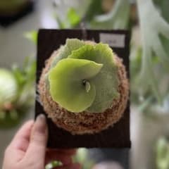 OMG 胞子培養株 - メルカリ