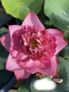 Tuy Lung Linh Lotusのサムネイル