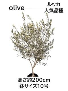 オリーブの木 ルッカ 10号 約200cm K-364 人気品種 現品掲載 - メルカリ