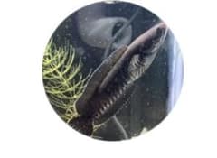 Thumbnail of 2つ 2番目カリンバのブリッジセットX予約