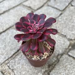 多肉植物 アエオニウム 銅花順 抜き苗 ◎メルカリ便◎ - メルカリ