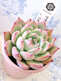 オーズさん苗デザートハーモニー×ケオケオ優木園さん苗他3点セット札付きポットごと オーズさん苗デザートハーモニー×ケオケオ優木園さん苗他3点セット