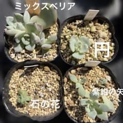 多肉植物 ミックスベリア抜き苗セット❣️ - メルカリ