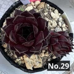 多肉植物 センペルビウム マリアラーハ No.29【桃】 - メルカリ