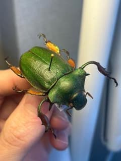 【40mm】ナンベイテナガスジコガネ 昆虫標本 Sphodochlamys l 40mm】ナンベイテナガスジコガネ 昆虫標本 Sphodochlamys l - メルカリ