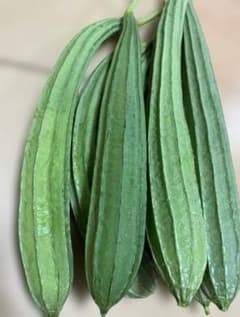 ◆ 食用ヘチマ 2000g (2K)へちま。 ★ Luffa ★のサムネイル