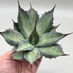 龍門】アガベ パリー 変異ホーチエンシス 斑入り 吉祥天錦 特選株