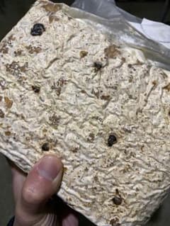 キクラゲ廃菌床8個のサムネイル