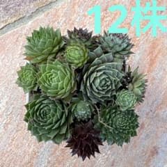 多肉植物 センペルビウム ミックスのサムネイル