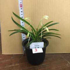 フウラン 風蘭   3   花芽２本のサムネイル