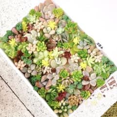 286 多肉植物 カット苗 詰め合わせ セット セダム エケベリア 寄せ植え