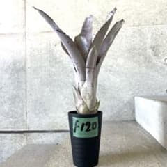 希少】Aechmea エクメア ムルフォーディ マルバ 沖縄育ち - メルカリ