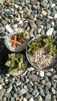 ハオルチア　3種（多肉植物）のサムネイル