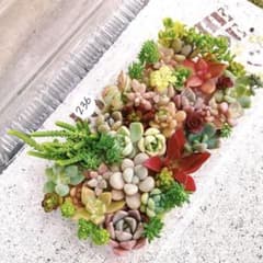 6/29カット苗詰め合わせ♪7/1まで。多肉植物セダム 236 多肉植物 カット苗 詰め合わせ セット セダム エケベリア 寄せ植え