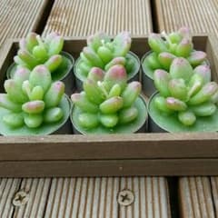 多肉植物、乙女心のキャンドルのサムネイル