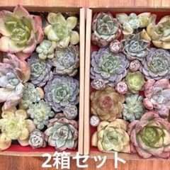 多肉植物 エケベリア 寄せ植え 2箱 セット カット苗 韓国苗入り 多肉弁当のサムネイル