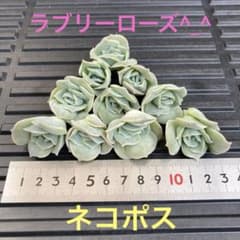 多肉植物　ラブリーローズ　カット苗のサムネイル