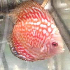 なんでだろー様専用のサムネイル