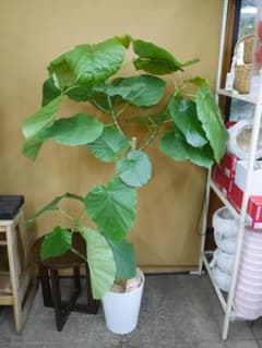 ウンベラータ 観葉植物 約125センチ - メルカリ