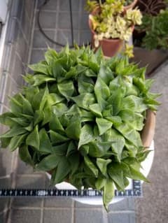 ハオルチア　レツーサ「寿」群生のサムネイル