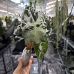 アロカシア ヴェノム Alocasia 'Venom' 管理番号s284 - メルカリ