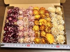 ドライフラワー ヘリクリサム 貝細工のサムネイル
