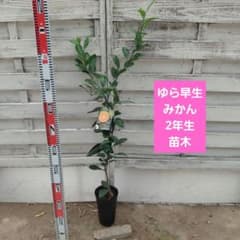 ゆら早生みかん 新2年生 ポット入りのサムネイル