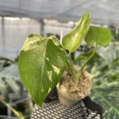 MB20 モンステラ デリシオーサ ベトシオーサ 2寸ポリポット ネコポス