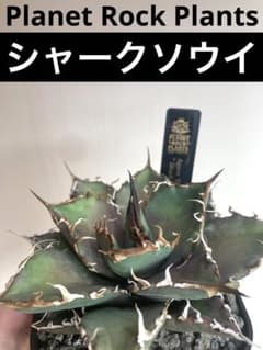 値下げ アガベ シャークソウイ PLANET ROCK PLANTS タグのサムネイル