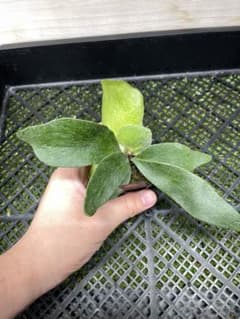 256 ビカクシダ　Fongsiqi モンスタ株 TCのサムネイル