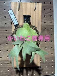 ビカクシダ ウィリンキーGolden boy GW期間セールのサムネイル