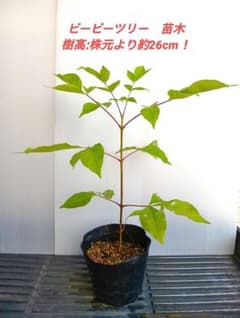 ビービーツリー　苗木　樹高約26cm 農薬不使用　土ポットのまま発送のサムネイル