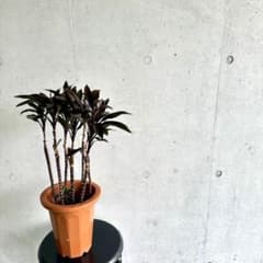 観葉植物 ドラセナ パープルコンパクタ H60cm 7号鉢 7本立 希少！のサムネイル