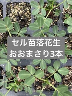 【セル苗】落花生おおまさり苗3本のサムネイル