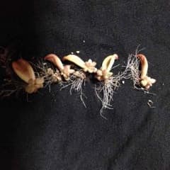 多肉植物 ブロンズ姫のサムネイル