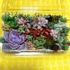 匿名配送 5番 多肉植物 寄せ植えセット ¥770 - メルカリ